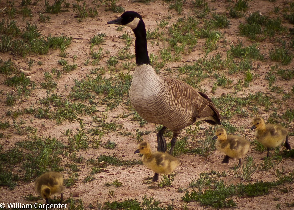 Canadian Geese