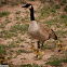 Canadian Geese
