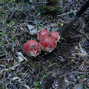 Fly Agaric