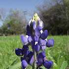 More Texas Bluebonnets