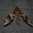 Hawk Moth