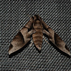 Hawk Moth