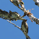 Cedar Waxwing (immature)