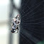 Trashline Orbweaver (female)