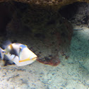 lagoon trigger fish
