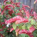 Shrimp plant