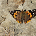 Himalayan Red Admiral