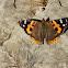 Himalayan Red Admiral
