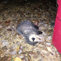 Opossum