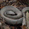 Cottonmouth