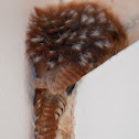 Carolina Wren