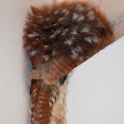 Carolina Wren