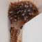 Carolina Wren