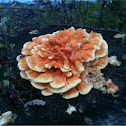 Unknown fungus