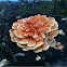 Unknown fungus