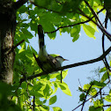 Yellow-billed Cuckoo