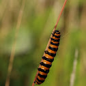 sint-jacobsvlinder (Tyria jacobaeae)