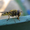 Marmalade hoverfly