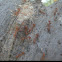 Weaver ant