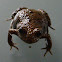 Toadlet