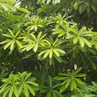 Indian devil tree,सप्तपर्णी