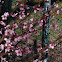 Peach tree