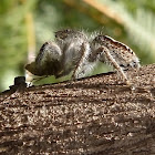Jumping spider