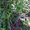 Beauty berry
