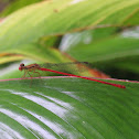 damselfly