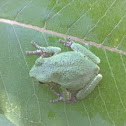 Grey tree frog
