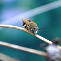 Blue-banded bee