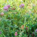 Red Clover