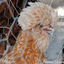 Bearded Buff Laced Polish Hen