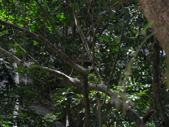Spotting Image 1