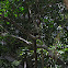Hammerkop