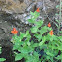 Scarlet Monkeyflower