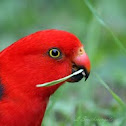 Australian King Parrot
