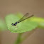 Fragile Forktail