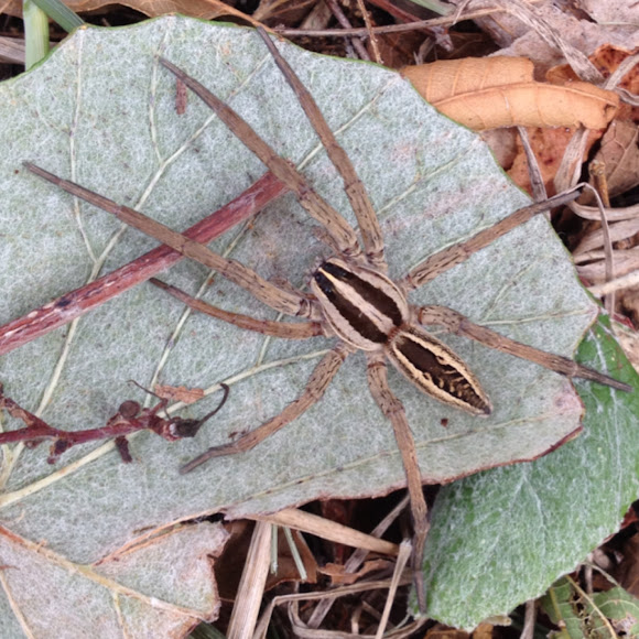 Spotting Image 1