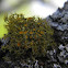 Telochistes