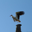 stork