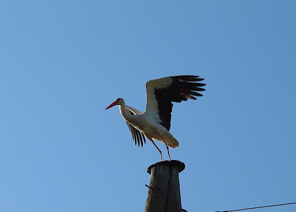 Spotting Image 1