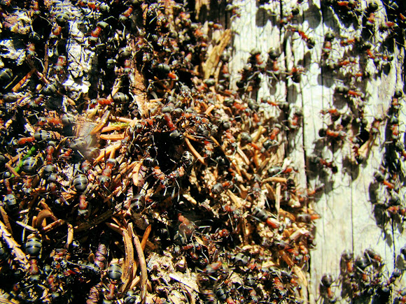 Spotting Image 1