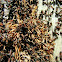ants