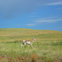 Pronghorn
