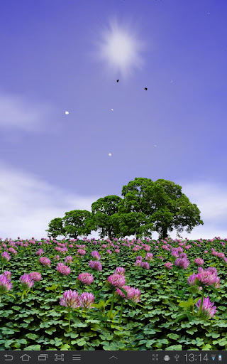 Clover Field Live Wallpaper