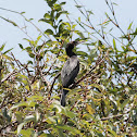 Indian Cormorant