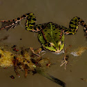 Marsh Frog