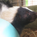 Striped Skunk