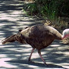 Wild Turkey Hen